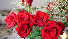 667_roses