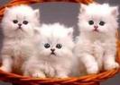 pisici persane