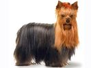 -yorkshire-terrier