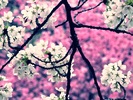 cherry_blossom_flowers