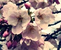 cherry_blossoms
