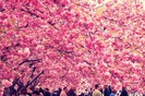 cherry_blossoms_2