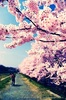 Cherry Blossoms - 001