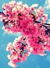 cherry-blossom