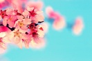 cherry-blossom_amazingdata_20090715122337