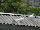 vinduti