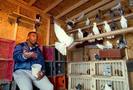 mike-tyson-pigeons