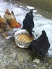 DSC00546