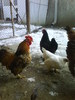 DSC00535