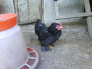 DSC00559