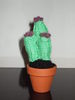 Cactus miniatural ricotat