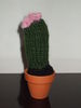 Cactus miniatural tricotat