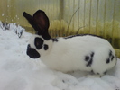 Mascul 5 luni (4)