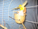 canari