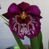 Miltonia