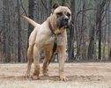 Perro de Presa Canario