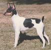 Toy Fox Terrier