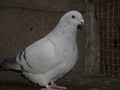 FEMELA 2010