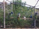 peafowl2