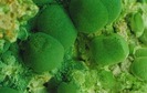 68_Cricosol