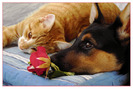 __cat__dog_and_rose___by_akinna