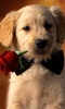 Dog_With_The_Rose