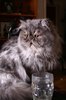 Zorax_the_cat_by_Angelofdark666