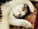 Zocha_the_cat_by_jezusowa