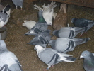 P1100761