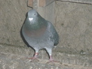 P1100763