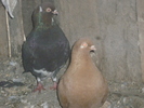 P1100783