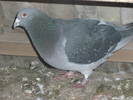 P1100784