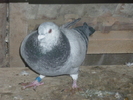 P1100785