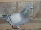 P1100786