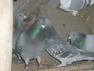 P1100791