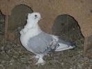 P1100795