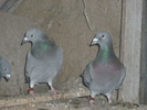 P1100796