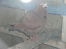 P1100803