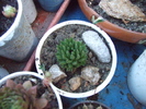 Orostachys spinosa (verde) - pui 2008