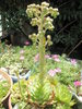 tija florala de S. calcareum - 07.2008