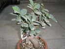 Ficus retusa - 10.2008