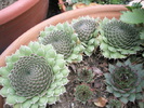 Orostachys verde - 10.2008
