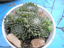 Sempervivum arachnoideum - 10.2008
