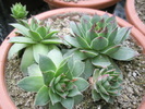 Sempervivum calcareum - 10.2008