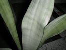 detaliu frunza Sansevieria