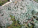 Sedum brevifolium -11.2008