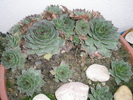 S. calcareum - 11.2008