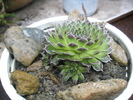 Orostachys verde cu pui - 2009