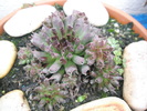 Sempervivum odytii - 01.209