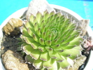 Orostachys singular